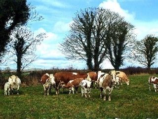 Grove Farm House Inistioge Экстерьер фото